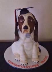 Graduation Bassett Hound