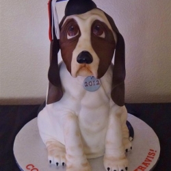 Graduation Bassett Hound